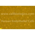 Human Primary Small Intestinal Microvascular Endothelial Cells